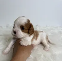 Bentley, a male Cavalier King Charles Spaniel for sale in Miami, FL – 3 of 4