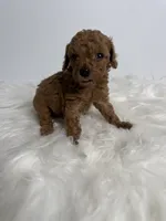 Leo, a male Poodle - Toy  for sale in Miami, FL – 3 of 4