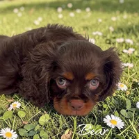Bear, a male Cavalier King Charles Spaniel for sale in Miami, FL – 2 of 5