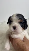 Bella, a female Cavalier King Charles Spaniel for sale in Miami, FL – 3 of 4