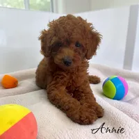 Annie, a female Poodle - Toy  for sale in Miami, FL – 2 of 4