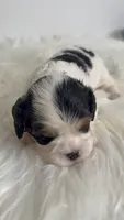 Bella, a female Cavalier King Charles Spaniel for sale in Miami, FL – 2 of 4