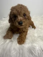 Ella, a female Poodle - Toy  for sale in Miami, FL – 2 of 4