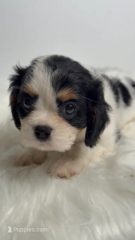Bella – Cavalier King Charles Spaniel puppy for sale in Miami, FL