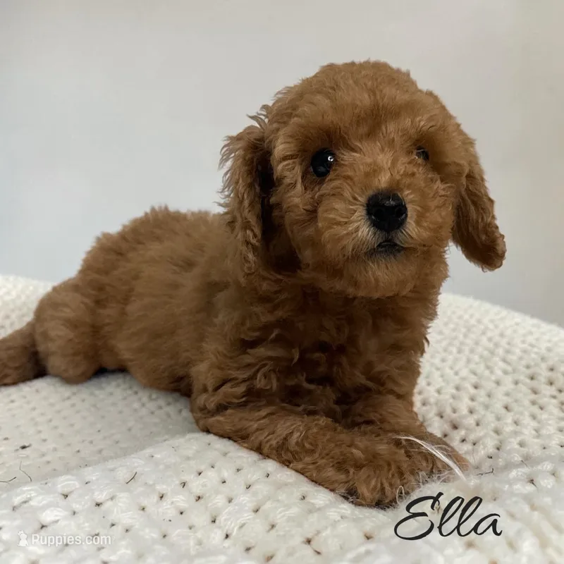 Ella – Poodle - Toy  puppy for sale in Miami, FL