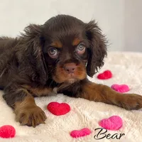 Bear, a male Cavalier King Charles Spaniel for sale in Miami, FL – 5 of 5