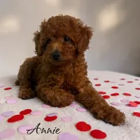Annie, a female Poodle - Toy  for sale in Miami, FL – 4 of 4