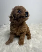 Ella, a female Poodle - Toy  for sale in Miami, FL – 3 of 4