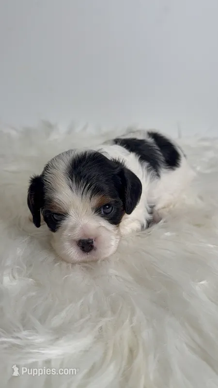 Bella – Cavalier King Charles Spaniel puppy for sale in Miami, FL