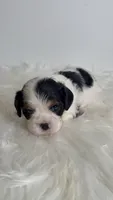 Bella, a female Cavalier King Charles Spaniel for sale in Miami, FL – 1 of 4
