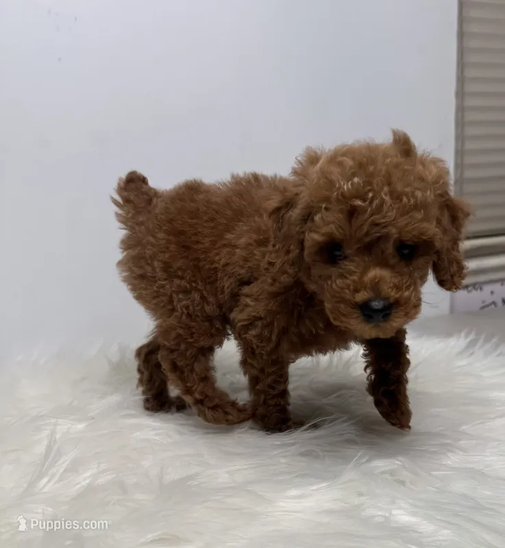 Leo – Poodle - Toy  puppy for sale in Miami, FL
