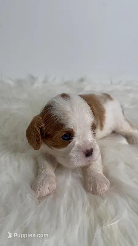 Bentley – Cavalier King Charles Spaniel puppy for sale in Miami, FL