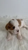 Bentley, a male Cavalier King Charles Spaniel for sale in Miami, FL – 1 of 4