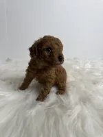 Leo, a male Poodle - Toy  for sale in Miami, FL – 2 of 4