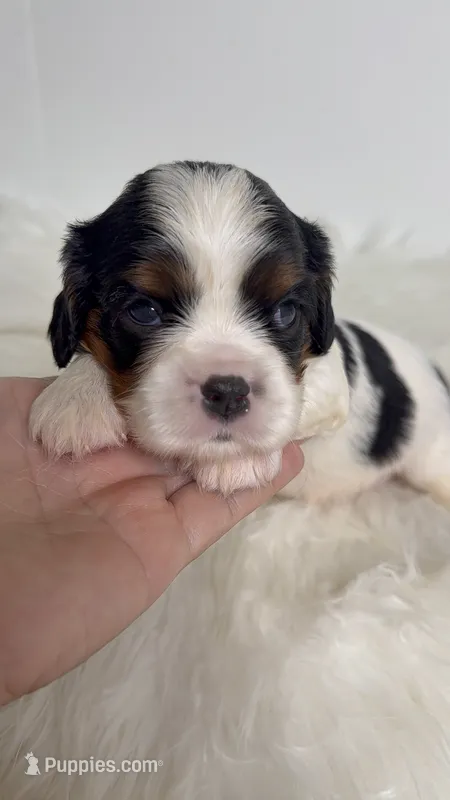 Molly – Cavalier King Charles Spaniel puppy for sale in Miami, FL