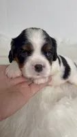 Molly, a female Cavalier King Charles Spaniel for sale in Miami, FL – 1 of 3