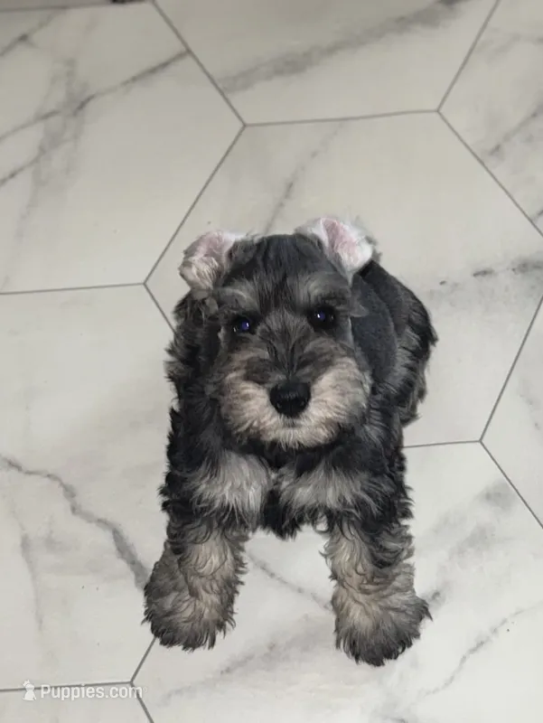 Burt – Miniature Schnauzer puppy for sale in Afton, TN