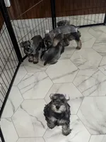 Burt, a male Miniature Schnauzer for sale in Afton, TN – 4 of 5