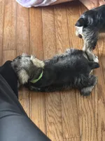 Burt, a male Miniature Schnauzer for sale in Afton, TN – 2 of 5