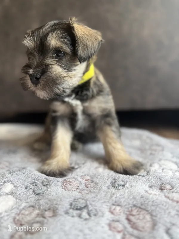 Tails – Miniature Schnauzer puppy for sale in Afton, TN