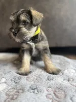 Tails, a male Miniature Schnauzer for sale in Afton, TN – 1 of 5