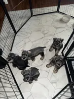 Tails, a male Miniature Schnauzer for sale in Afton, TN – 3 of 5