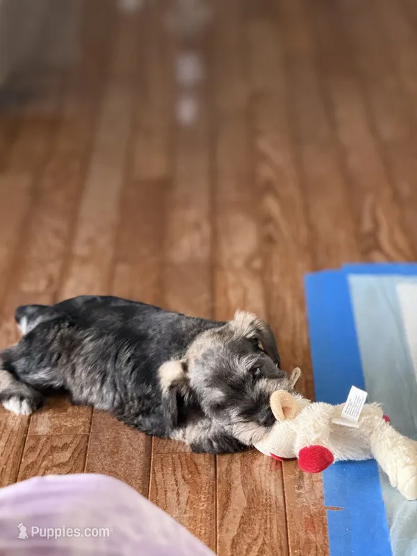 Burt – Miniature Schnauzer puppy for sale in Afton, TN