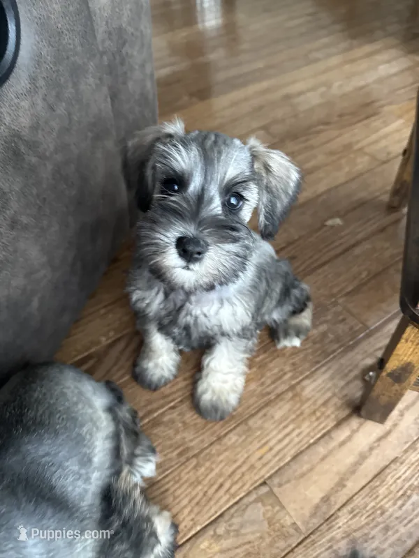 Biscuit – Miniature Schnauzer puppy for sale in Afton, TN