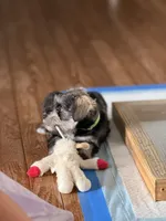 Burt, a male Miniature Schnauzer for sale in Afton, TN – 3 of 5