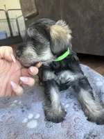 Burt, a male Miniature Schnauzer for sale in Afton, TN – 5 of 5