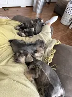 Tails, a male Miniature Schnauzer for sale in Afton, TN – 5 of 5