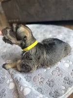 Tails, a male Miniature Schnauzer for sale in Afton, TN – 4 of 5