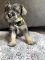 Tails, a male Miniature Schnauzer for sale in Afton, TN – 2 of 5