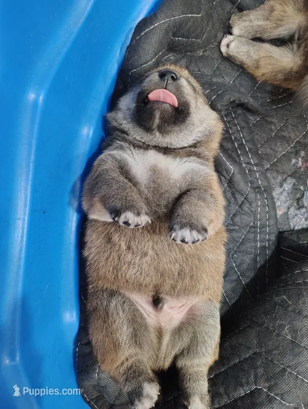 Shiba Inu – Shiba Inu puppy for sale in Fort Myers, FL