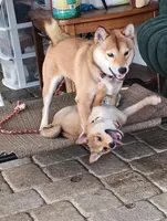 Shiba Inu, a female Shiba Inu for sale in Fort Myers, FL – Photo 5 of 10