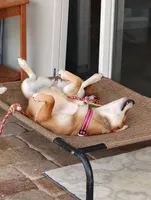 Shiba Inu, a female Shiba Inu for sale in Fort Myers, FL – Photo 2 of 10