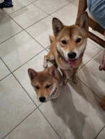 Shiba Inu, a female Shiba Inu for sale in Fort Myers, FL – Photo 8 of 10