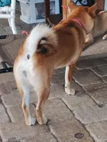 Shiba Inu, a female Shiba Inu for sale in Fort Myers, FL – Photo 4 of 10