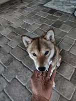 Shiba Inu, a female Shiba Inu for sale in Fort Myers, FL – Photo 9 of 10