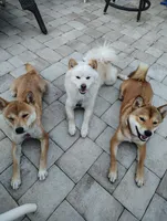 Shiba Inu, a female Shiba Inu for sale in Fort Myers, FL – Photo 6 of 10