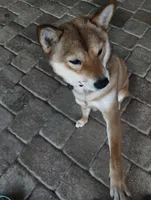 Shiba Inu, a female Shiba Inu for sale in Fort Myers, FL – Photo 10 of 10