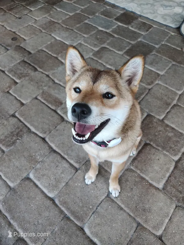 Shiba Inu – Shiba Inu puppy for sale in Fort Myers, FL