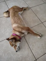 Shiba Inu, a female Shiba Inu for sale in Fort Myers, FL – Photo 3 of 10