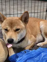 No name , a  Shiba Inu for sale in Fort Myers, FL – Photo 8 of 9