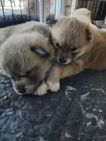 No name , a  Shiba Inu for sale in Fort Myers, FL – Photo 3 of 9