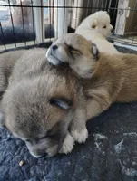 No name , a  Shiba Inu for sale in Fort Myers, FL – Photo 2 of 9