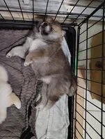 No name , a  Shiba Inu for sale in Fort Myers, FL – Photo 4 of 9