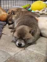 No name , a  Shiba Inu for sale in Fort Myers, FL – Photo 1 of 9