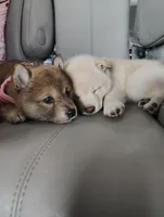 No name , a  Shiba Inu for sale in Fort Myers, FL – Photo 6 of 9