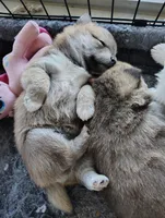 No name , a  Shiba Inu for sale in Fort Myers, FL – Photo 5 of 9